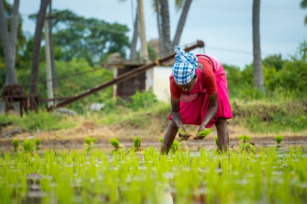 The image shows a woman working on a rice field.