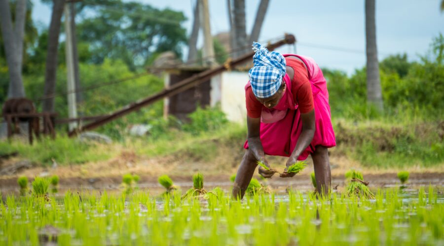 The image shows a woman working on a rice field.