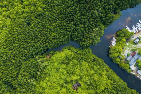 Aerial view of rainforest, boats, mangroves, and a river