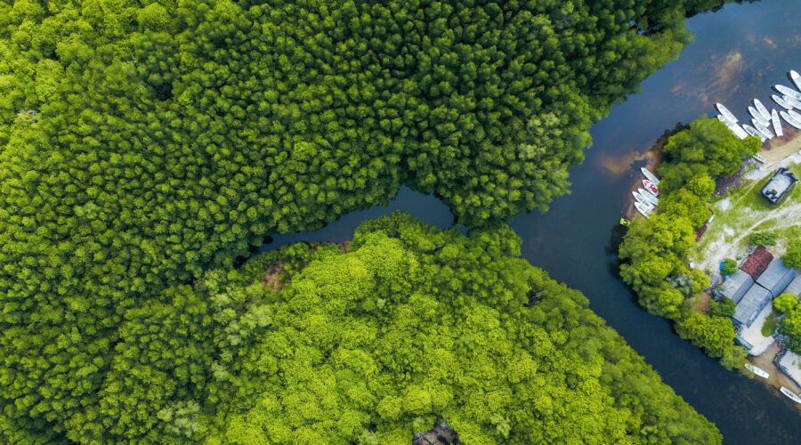 Aerial view of rainforest, boats, mangroves, and a river